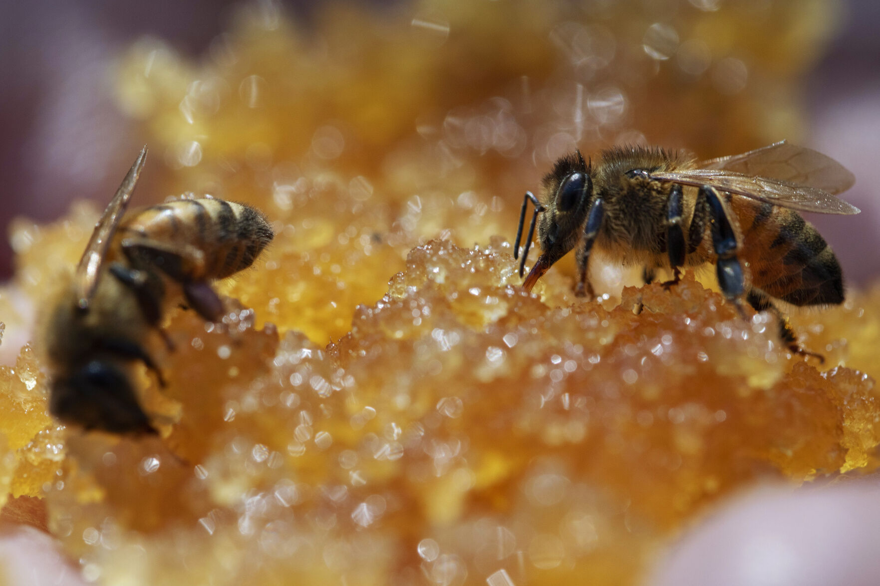 bee close up.jpg